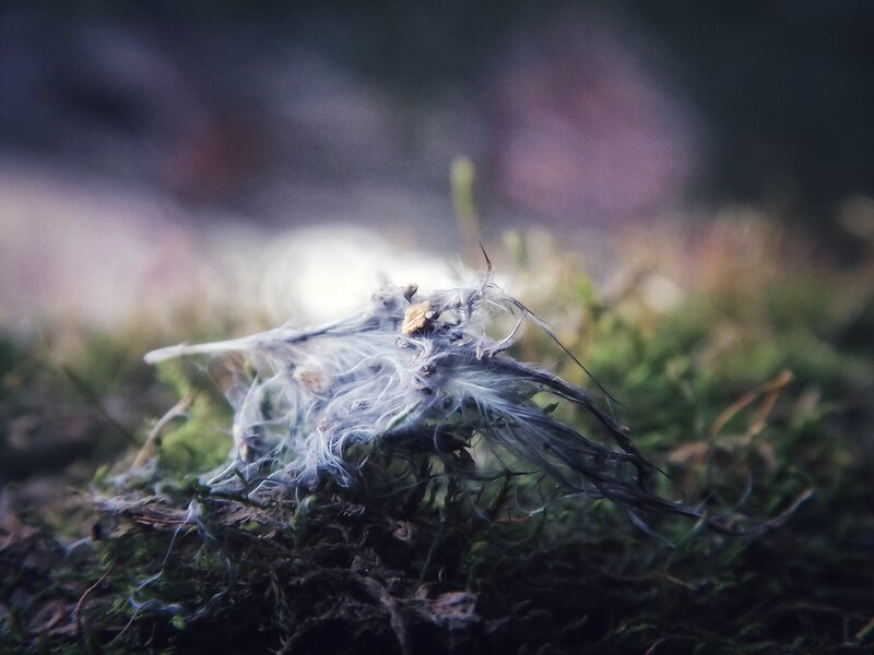 Feather on Moss