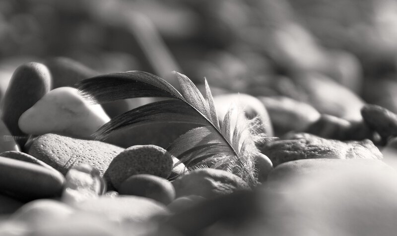 feather on pebbles
