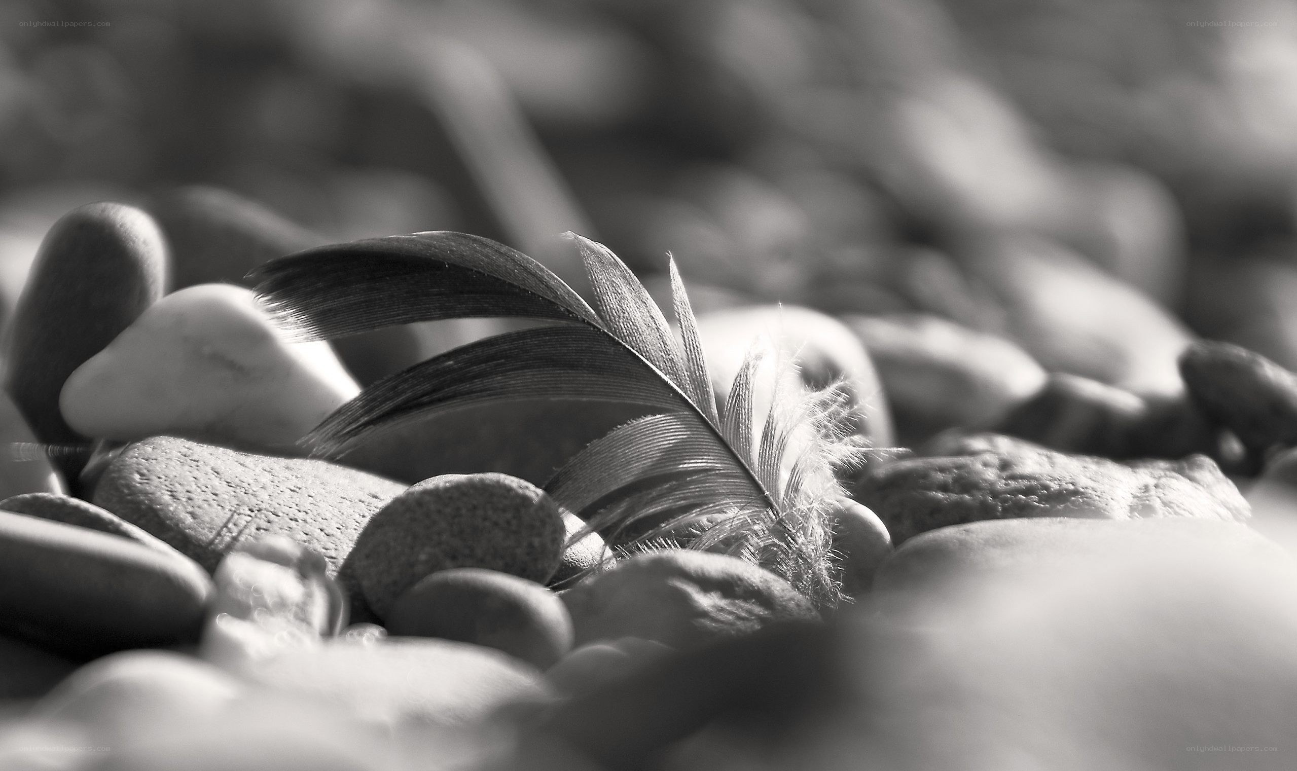 feather on pebbles