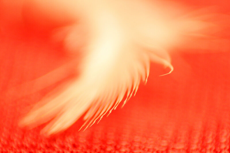 feather on red fabric