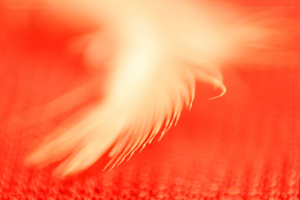 feather on red fabric