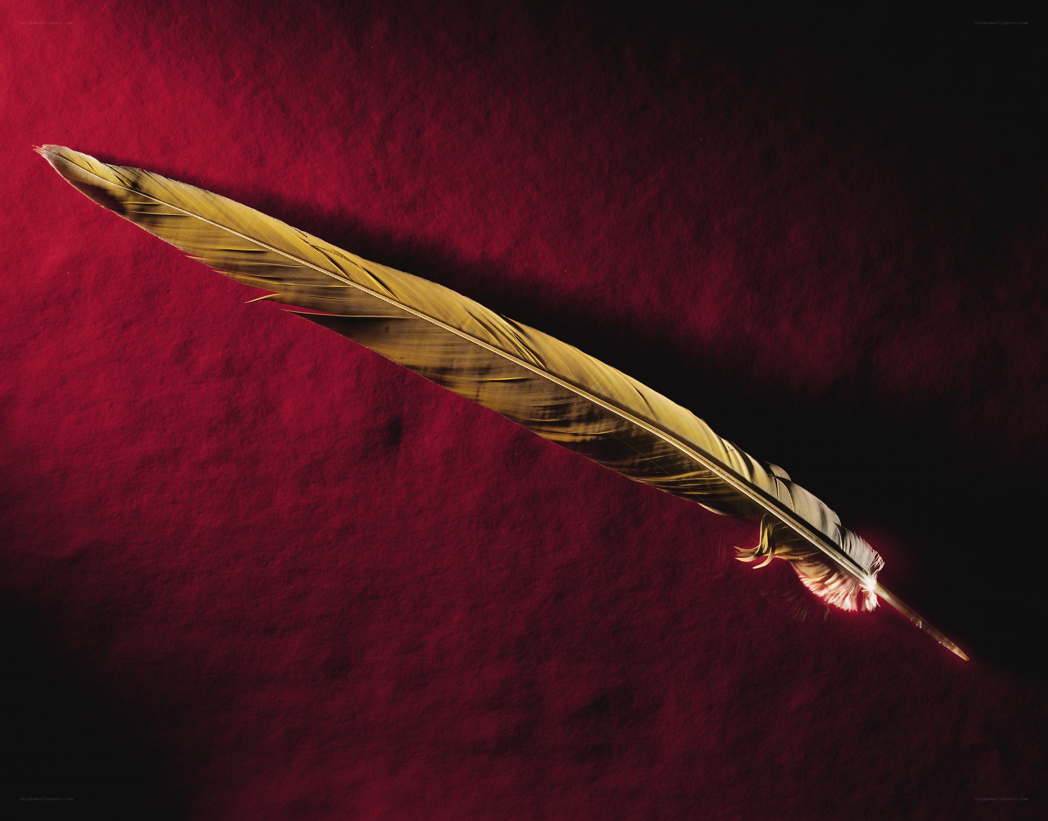feather on red fabric