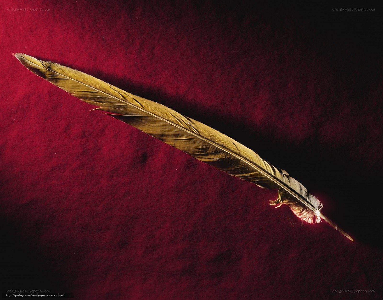 feather on red fabric