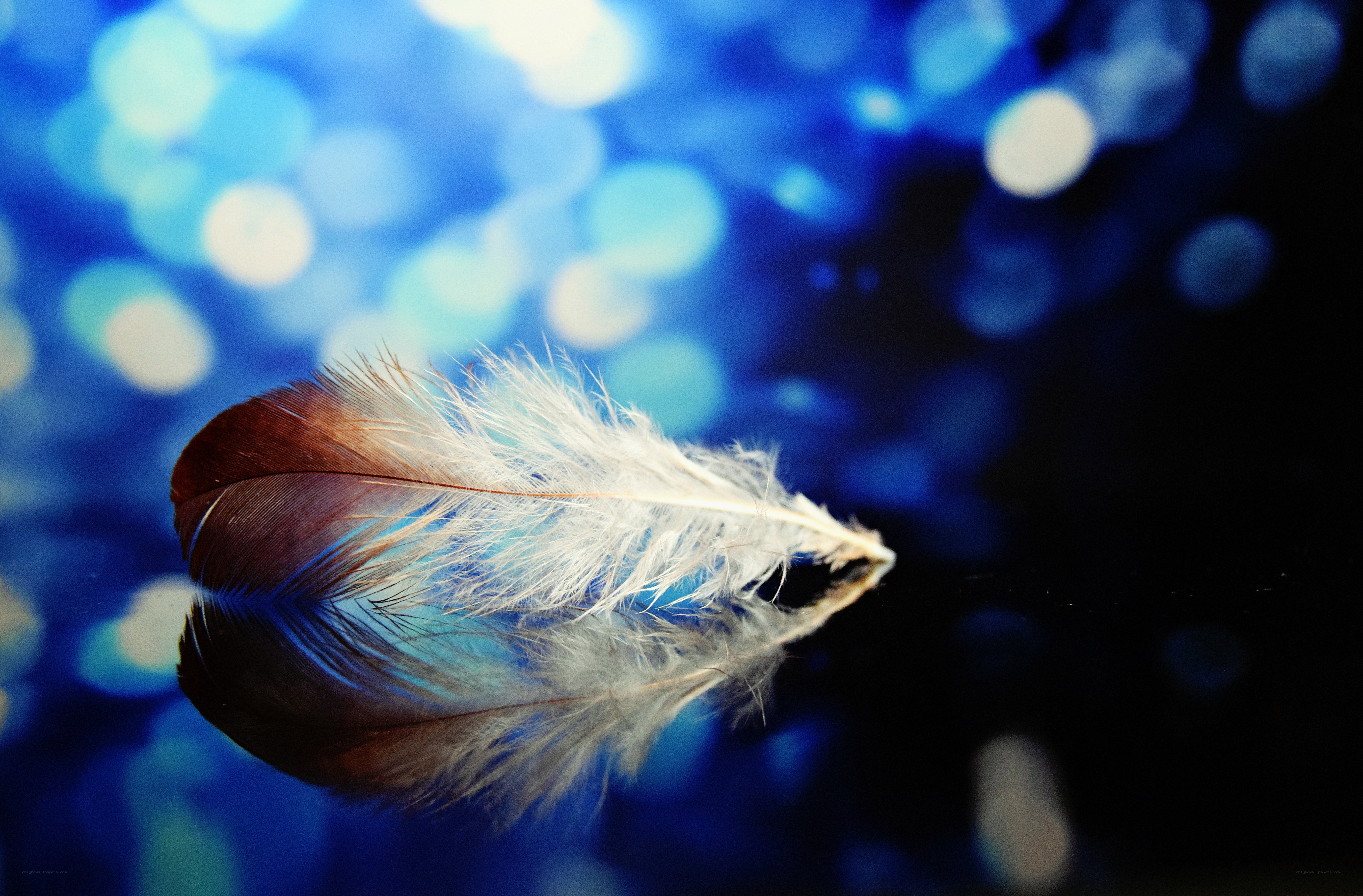 Feather on reflective surface