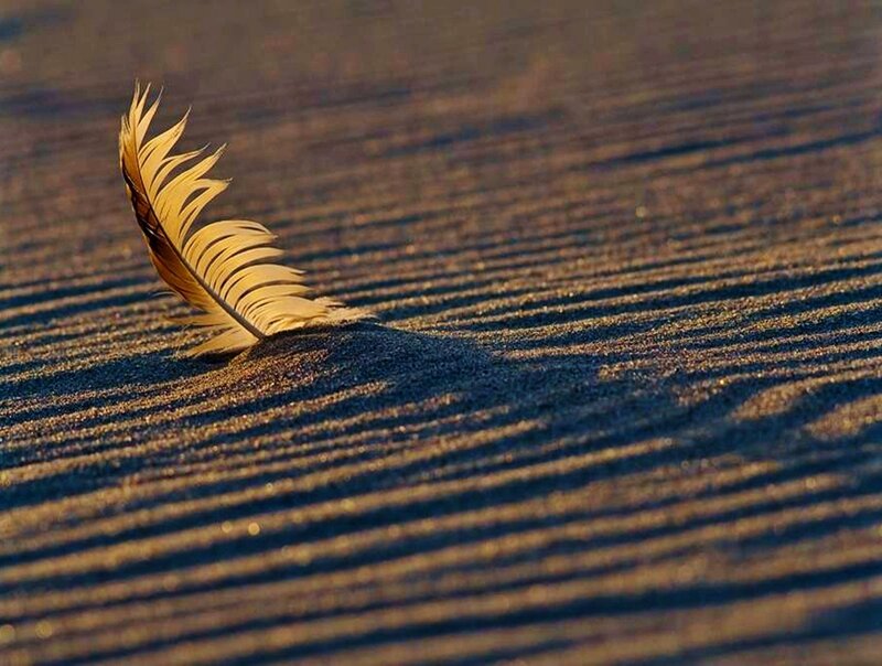 Feather on Sand Dune