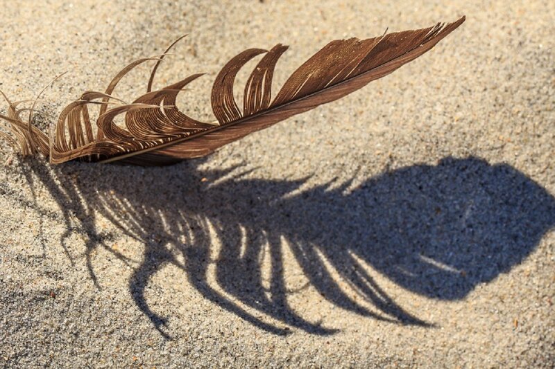 feather on sandy beach