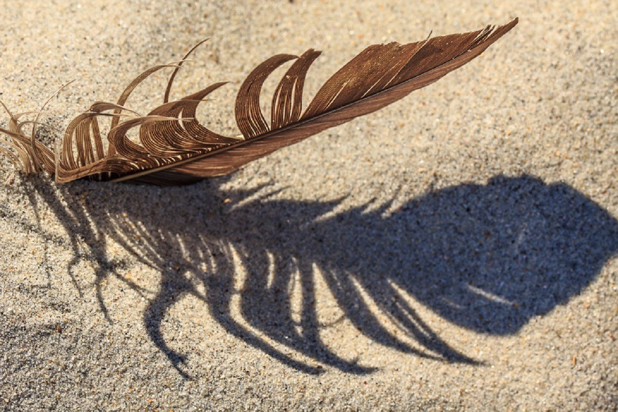 feather on sandy beach