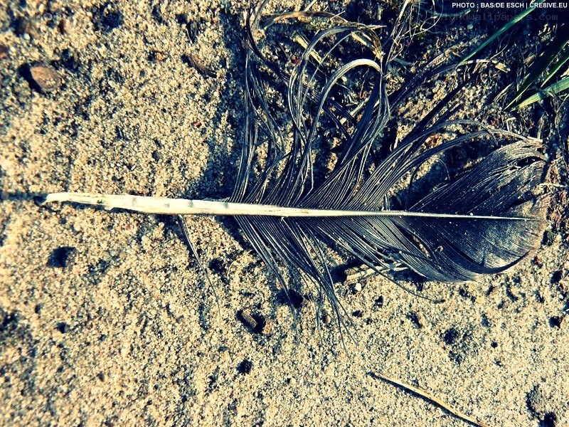 feather on sandy ground