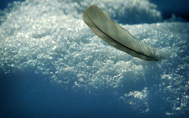 feather on snow