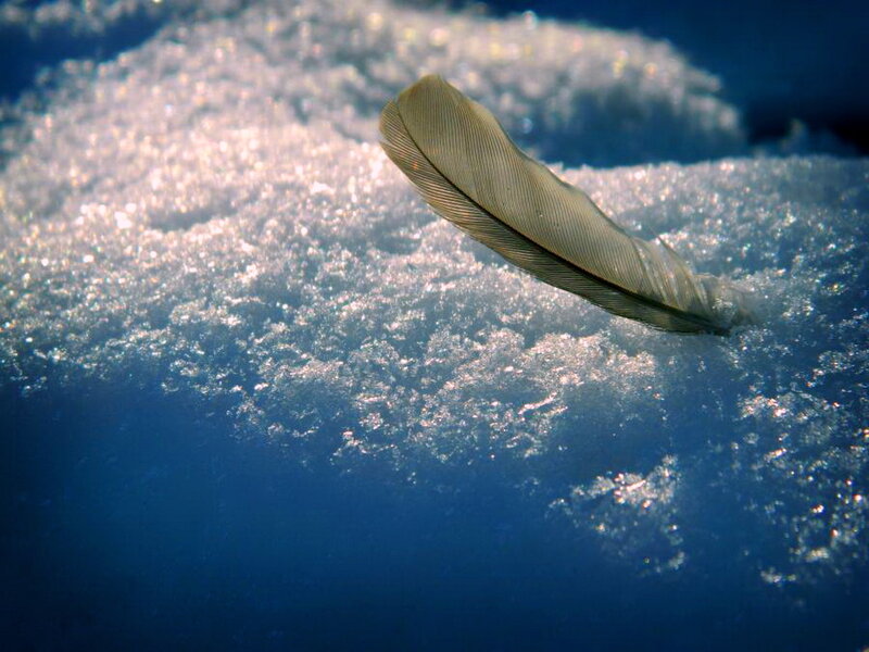 Feather on Snow — Blue