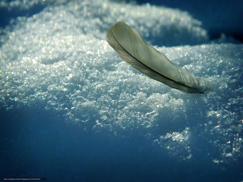 Feather on Snow — White