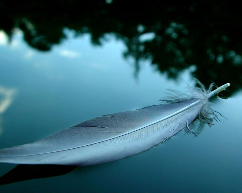 Feather on water surface