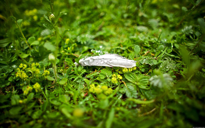 feather on wet grass