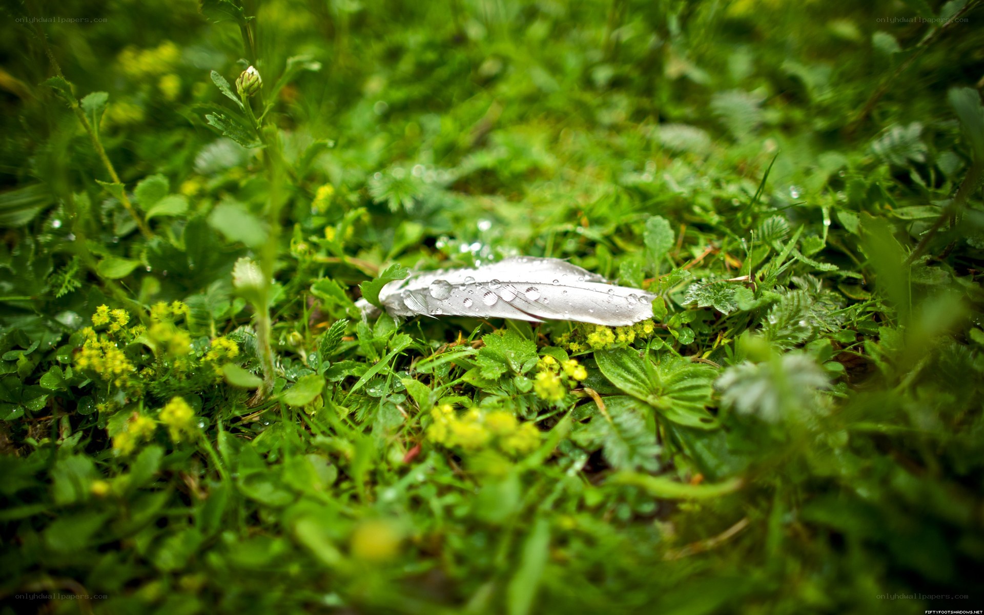 feather on wet grass