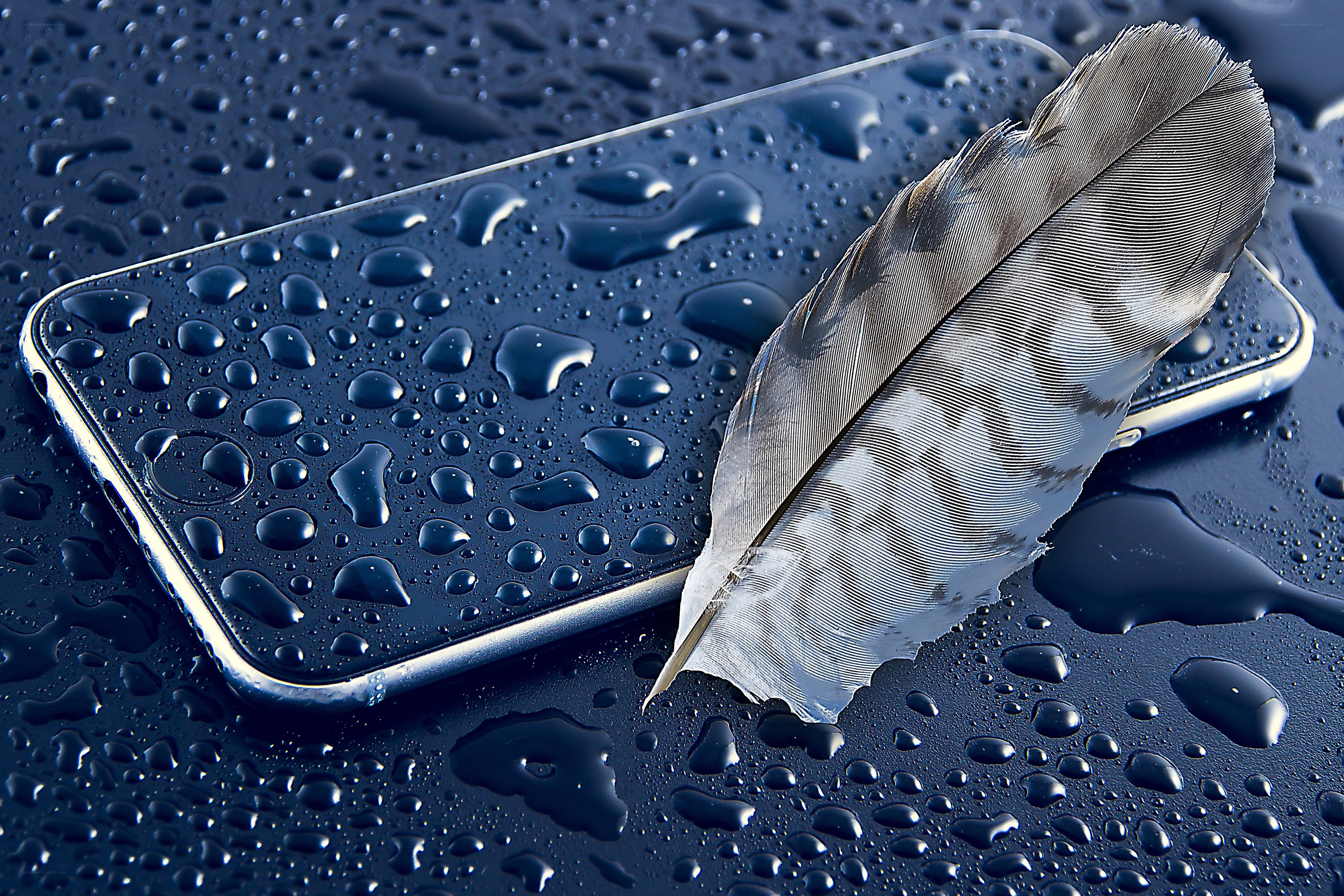 Feather on wet phone