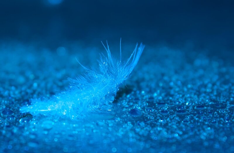 Feather on Wet Surface — Blue