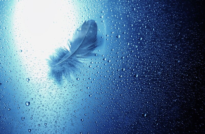 Feather on Wet Surface