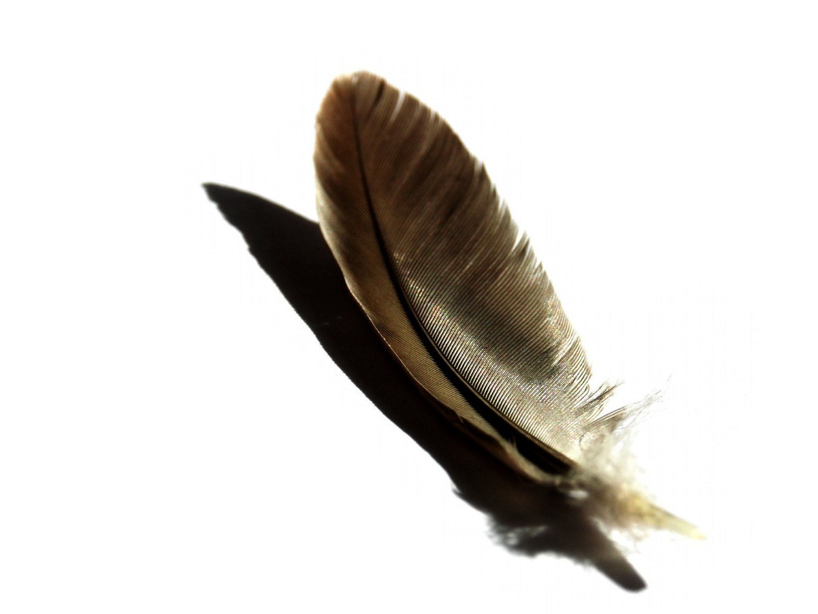 feather on white background