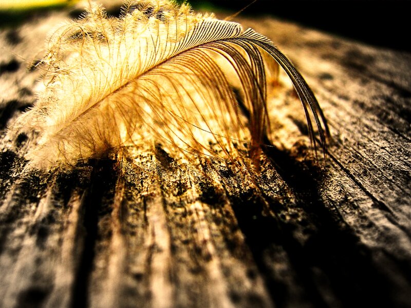 Feather on Wood