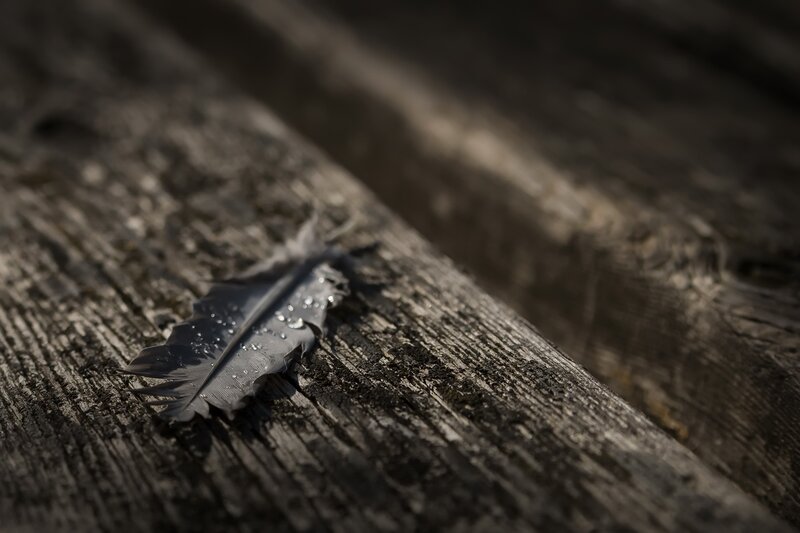 Feather on Wooden Surface — Gray