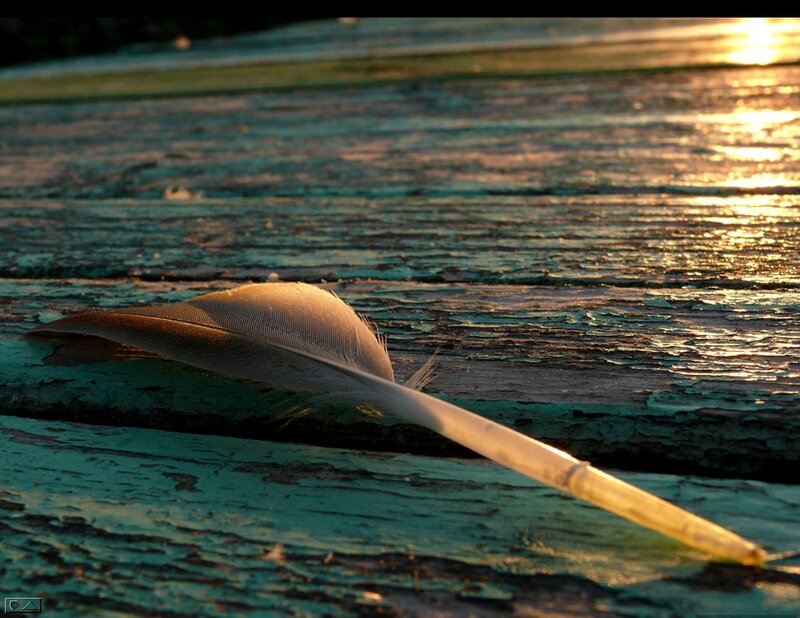 Feather on Wooden Surface