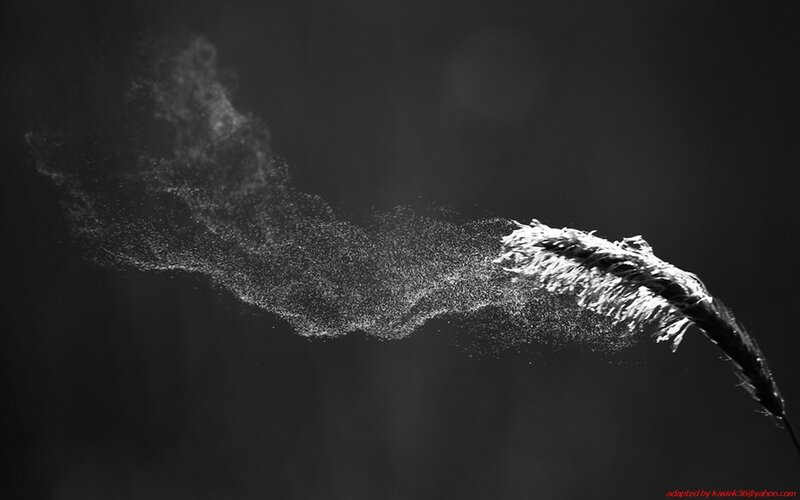 feather releasing particles