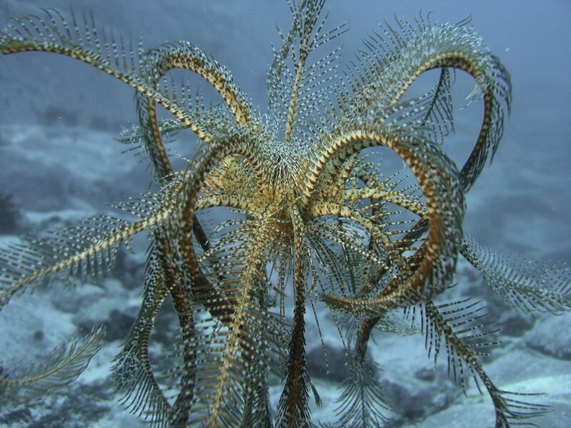 feather star in the ocean