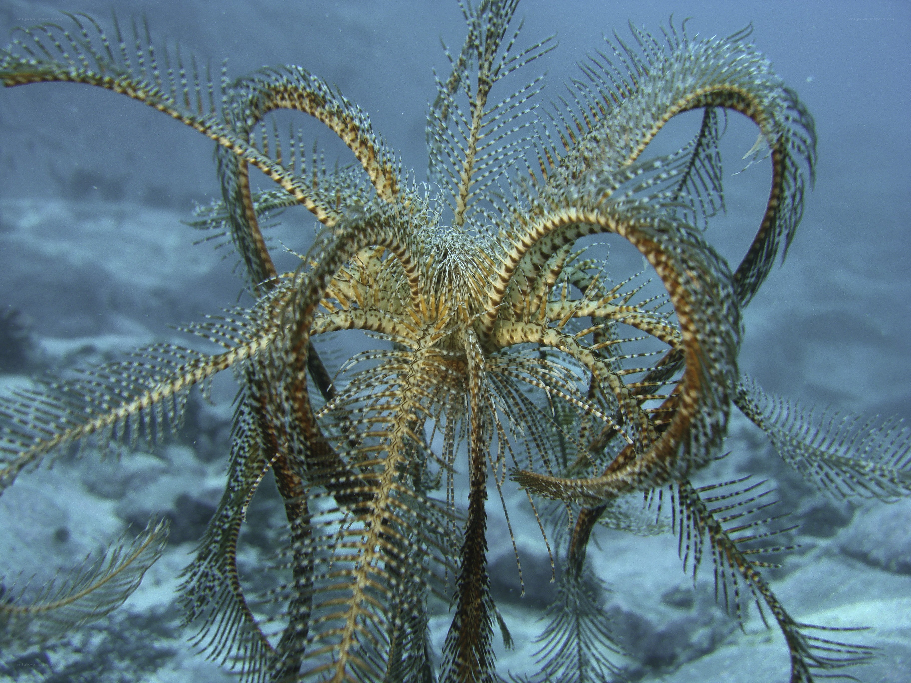 feather star in the ocean