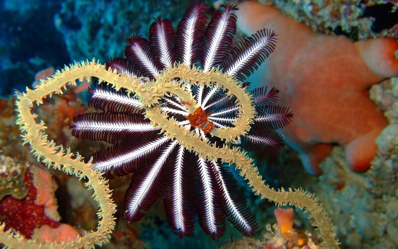 Feather Star on Coral — Purple
