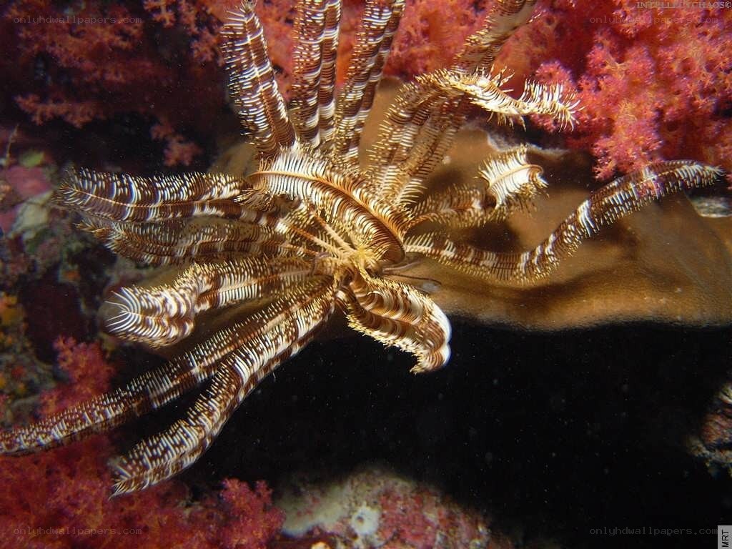 Feather star on coral reef