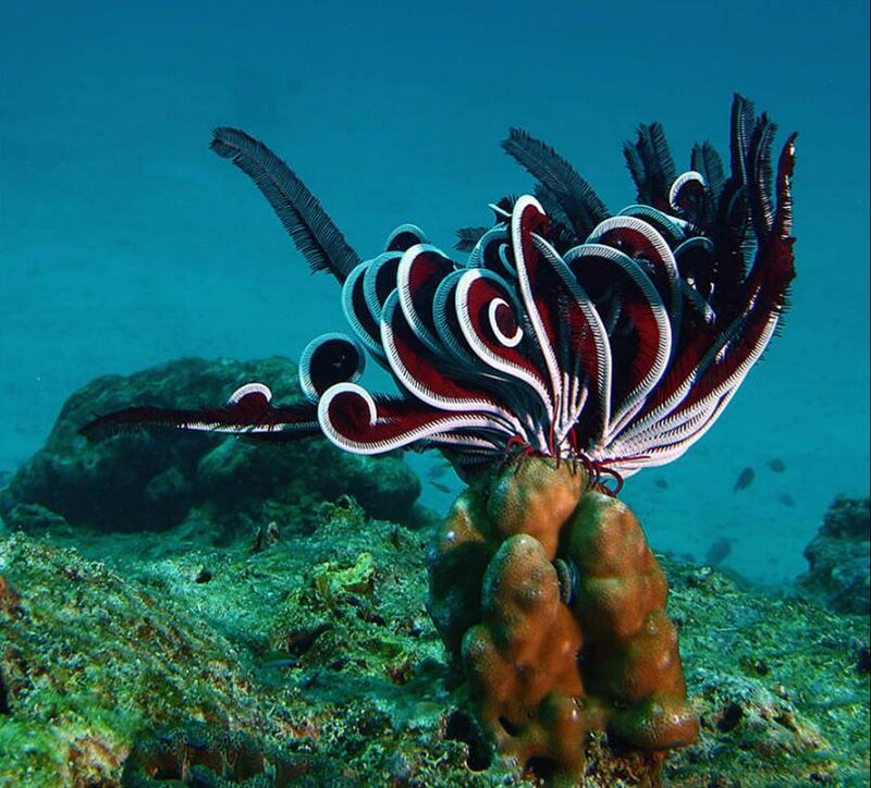 Feather star on coral