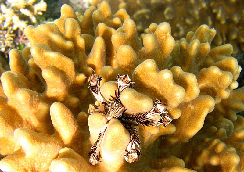 Feather Star on Coral — Yellow
