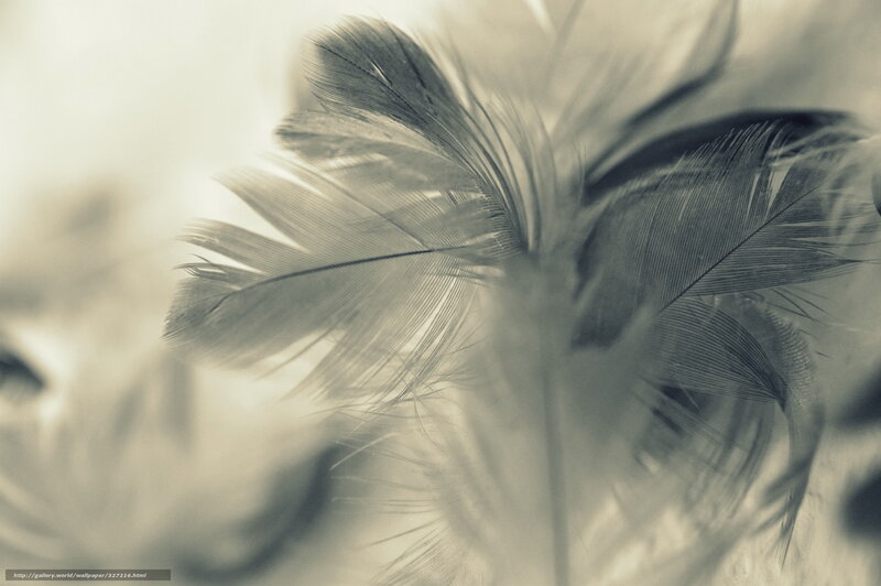 feather texture close-up