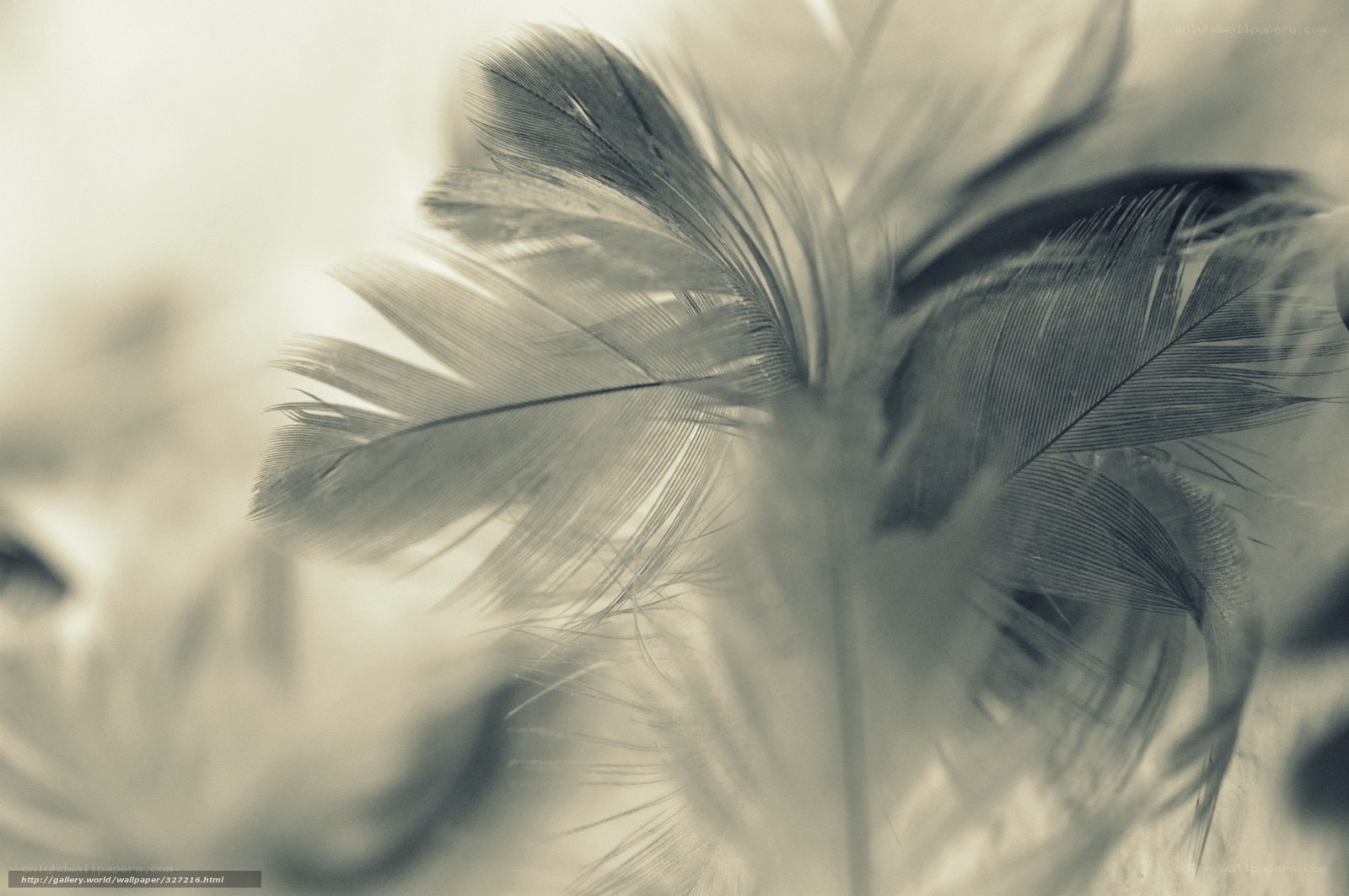 feather texture close-up