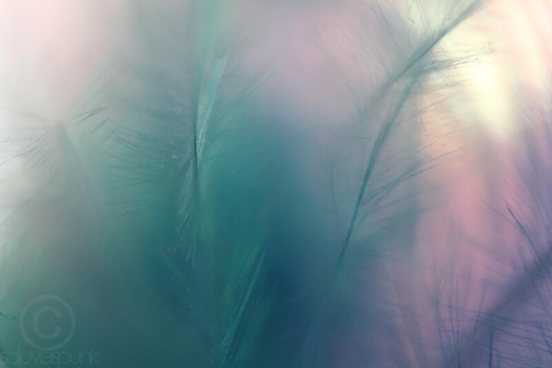 Feather Texture — Teal
