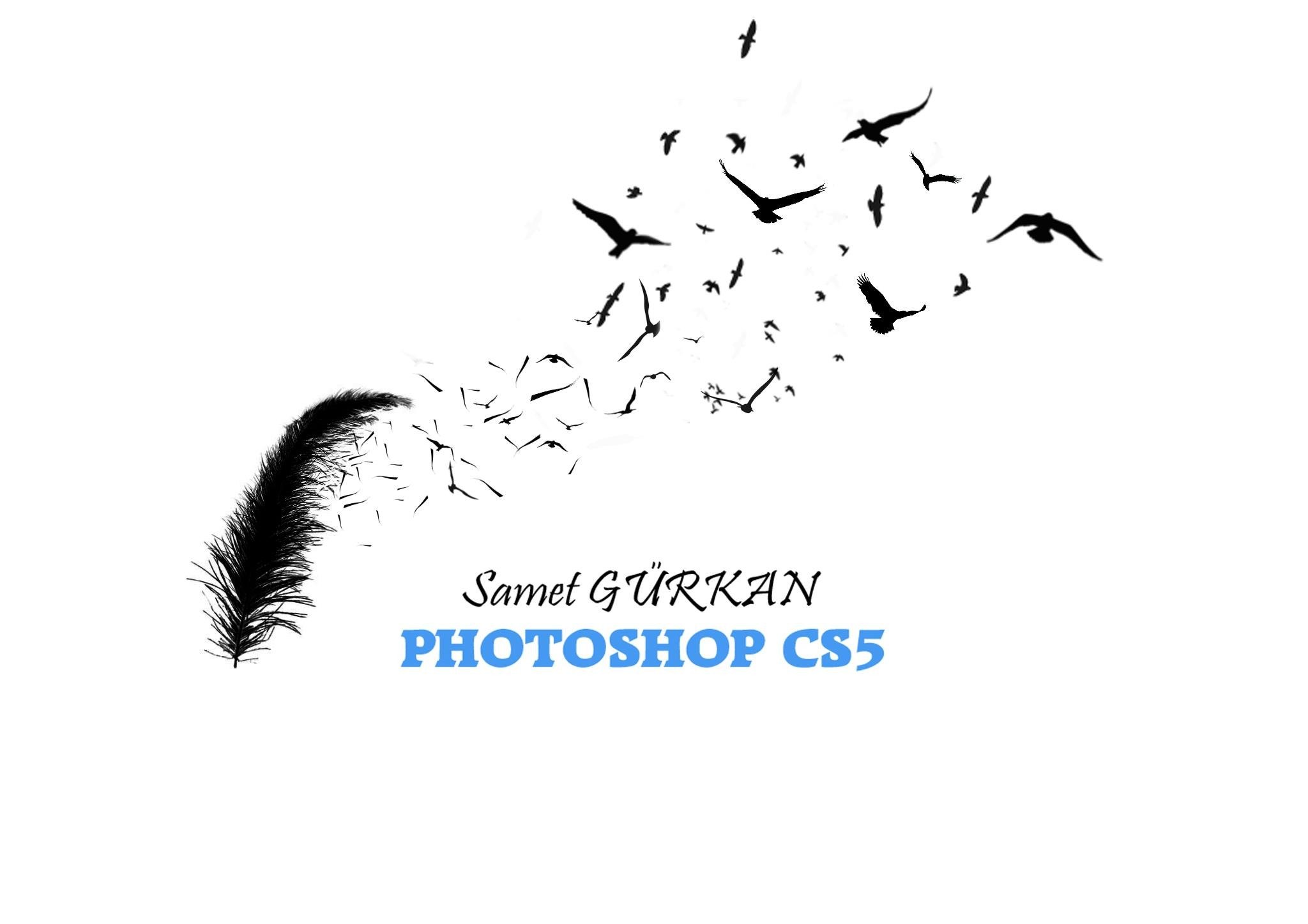 feather to birds animation