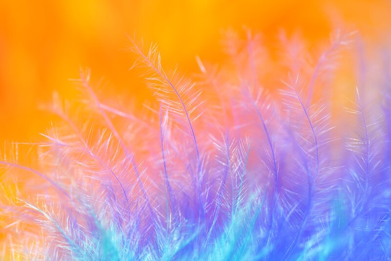 Feather Tuft
