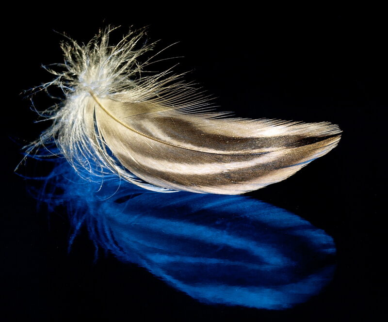 feather with blue reflection