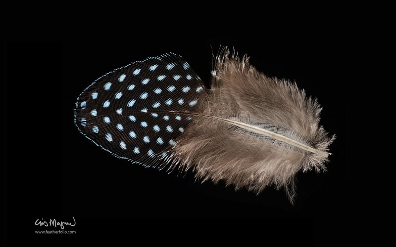 feather with blue spots
