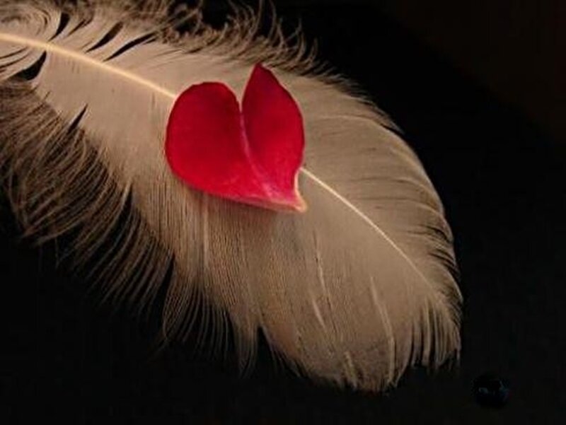 Feather with Red Petal