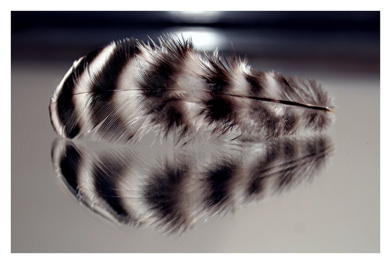 feather with reflection