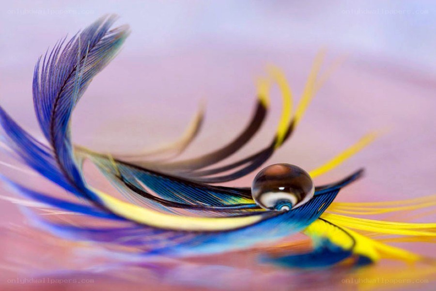 feather with water droplet