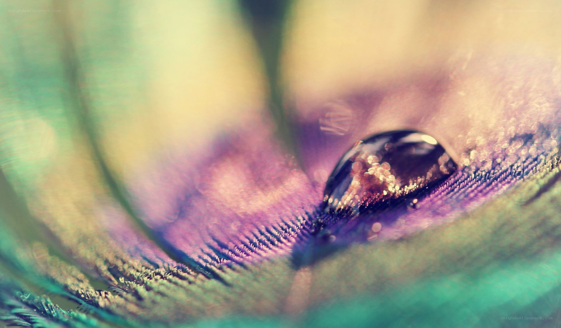 feather with water droplet
