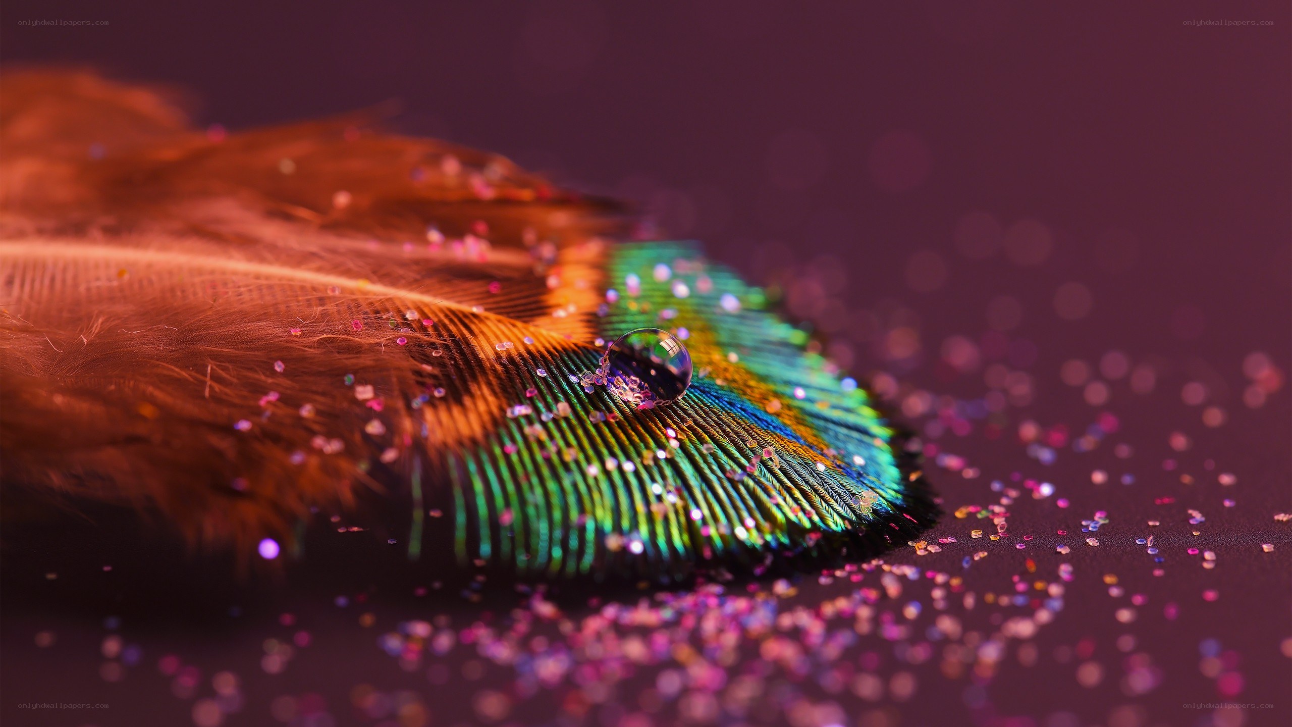 feather with water droplet
