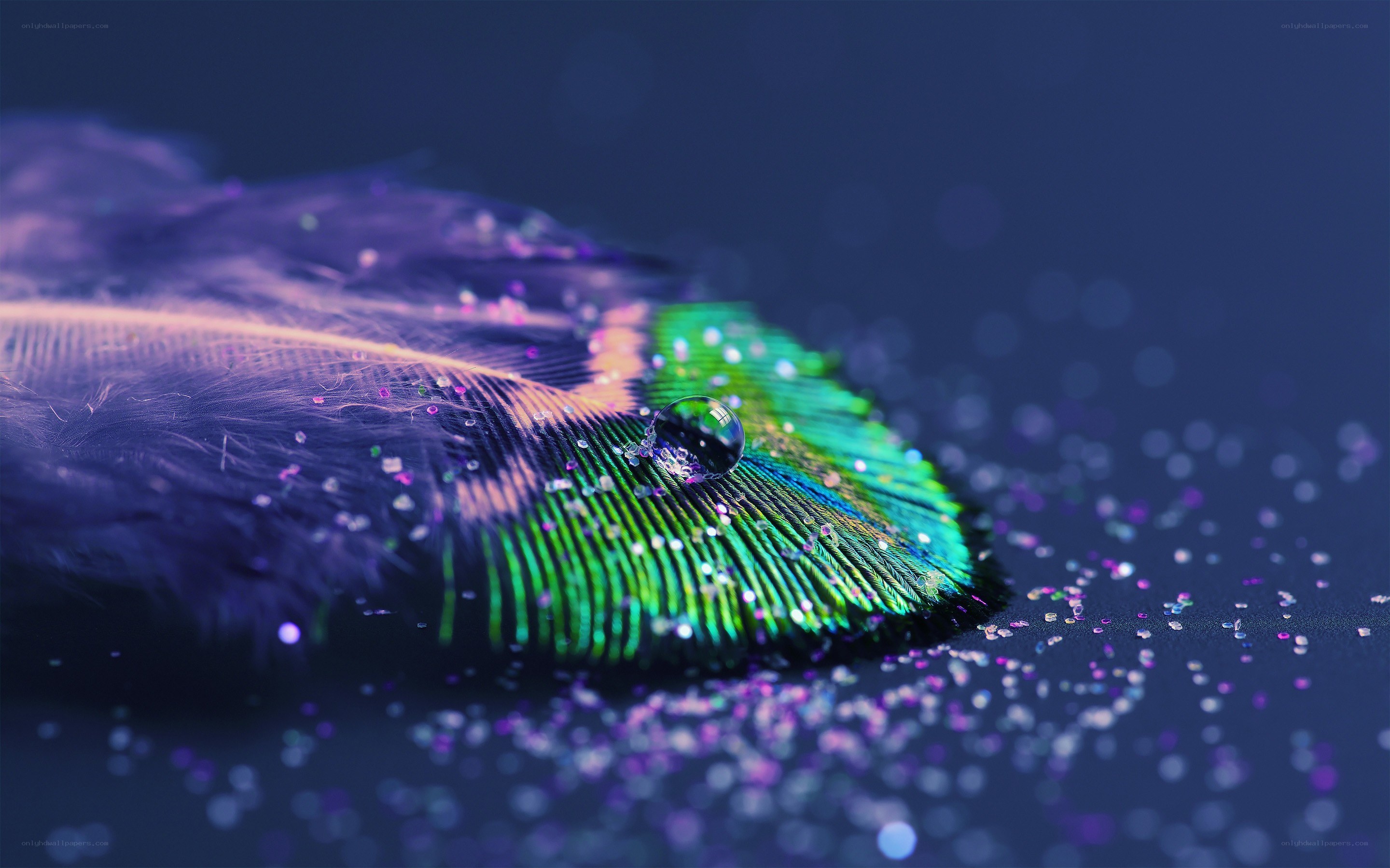 feather with water droplet
