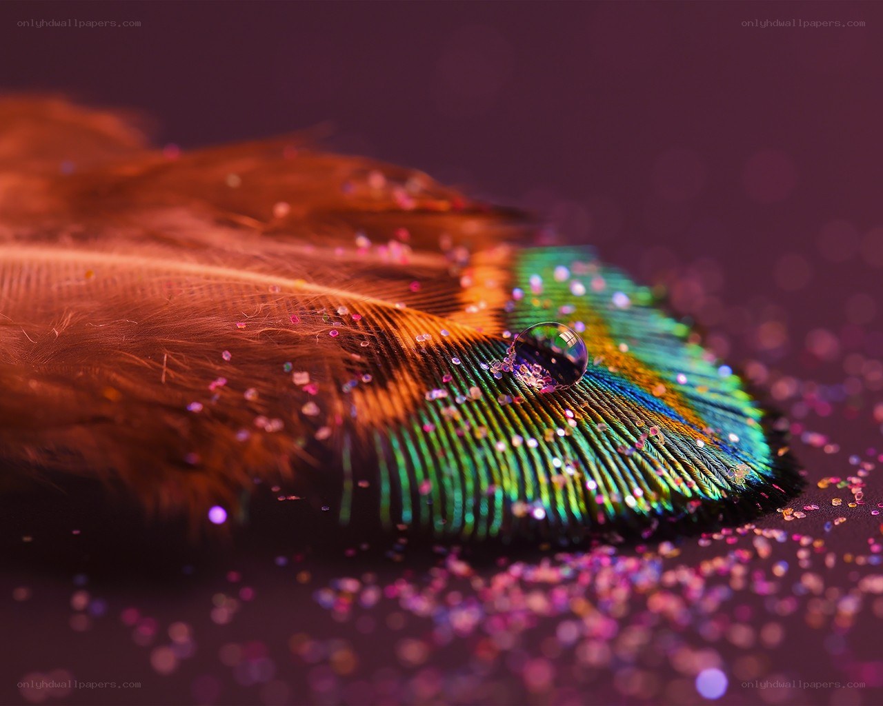 feather with water droplet