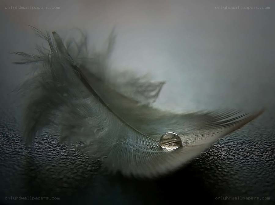 feather with water droplet
