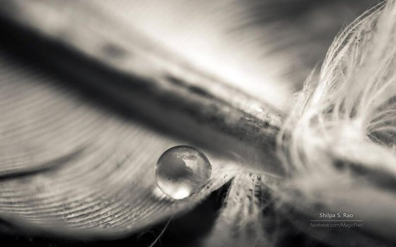 Feather with Water Droplet — Black, Serene