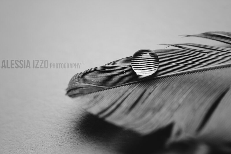 Feather with Water Droplet — Black