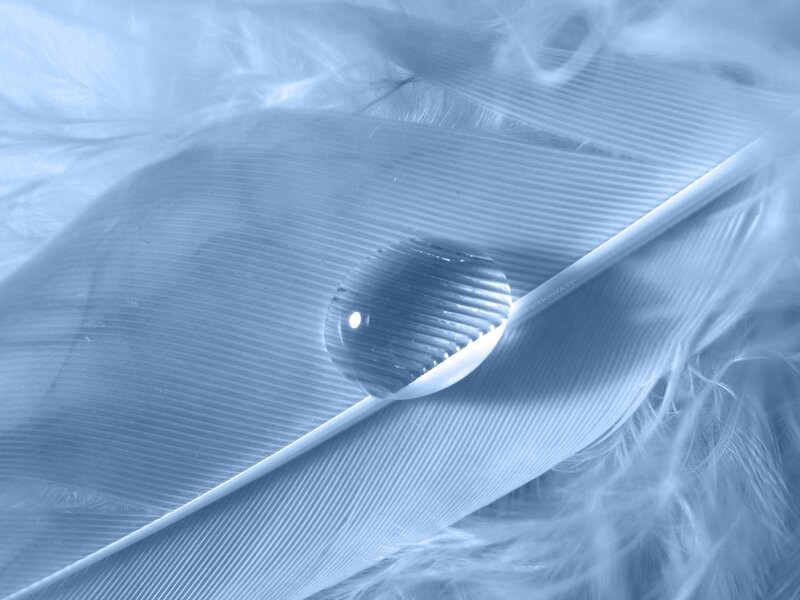 Feather with Water Droplet — Blue, Serene, Photograph, Water Droplet, White